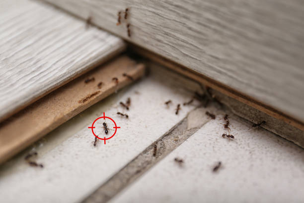 Best Affordable Pest Control Services  in Kingston, NY