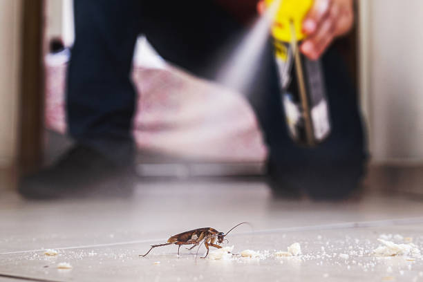 Flea Control Services in Kingston, NY